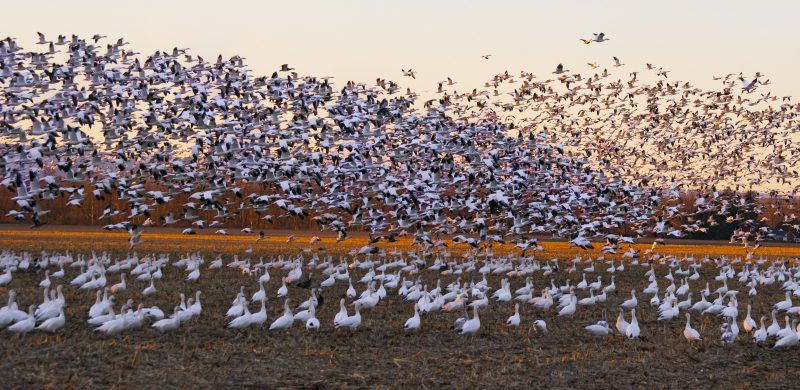 Geese Migration Patterns Geese Migration Patterns